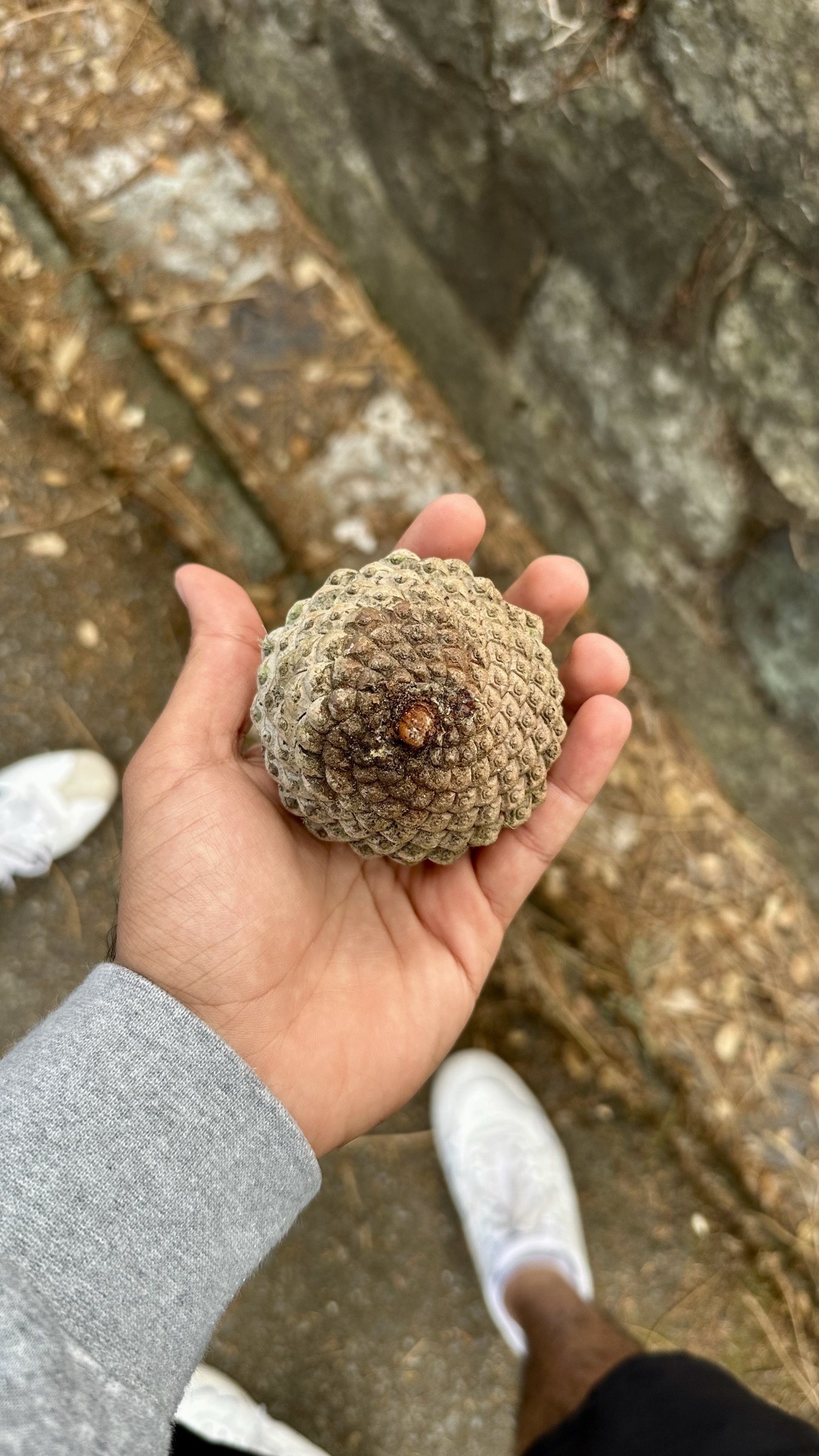 (37.7695783, -122.4399200) a pine cone the size of my palm, up on the rocks at Buena Vista Park
